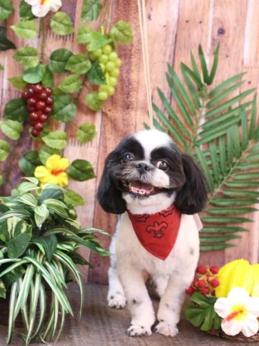 20230809たいがくん